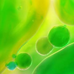 Donna H
