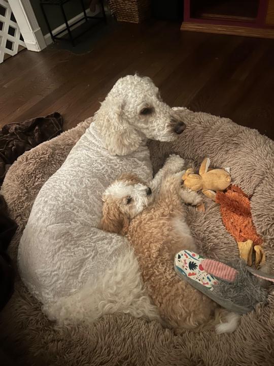 Julia Lutka-Olzinski