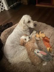 Julia Lutka-Olzinski