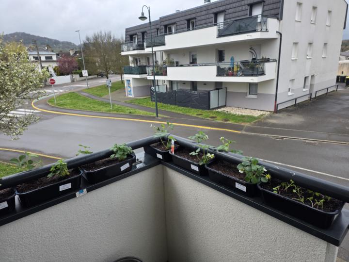 🌱 From Balcony to Board: My Spring Garden Update