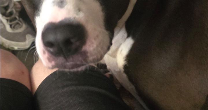 Dogs, Animals, Motivation