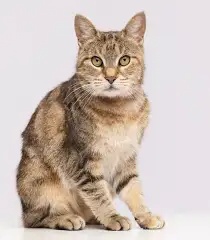 Emma Boye