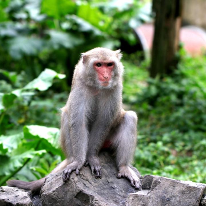 逸倫 陳
