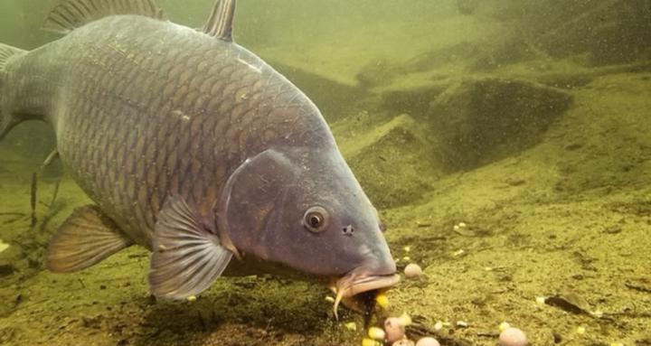 Carp fishing with Jack.