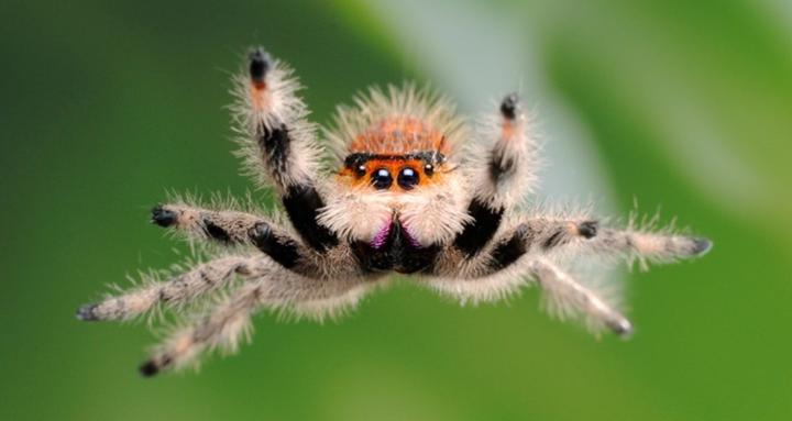 Jumping Spiders