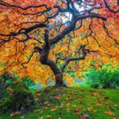 Mohamed ihssen Mejri