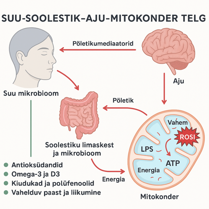Suu-Soolestiku- Aju põletikutelg
