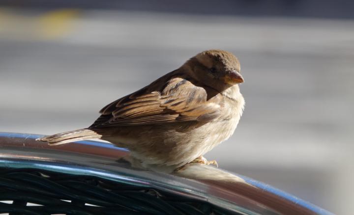 Claudia Zezukiewiets