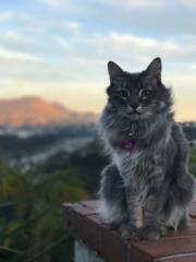 Lillian A Jacob