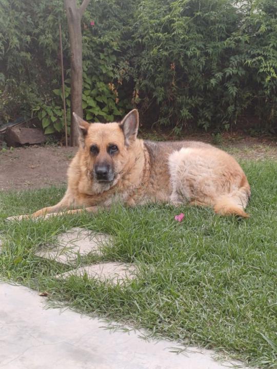 Agustina Cruz Henestrosa