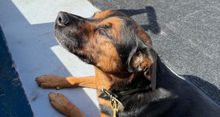 For Pup Sake Dog Training