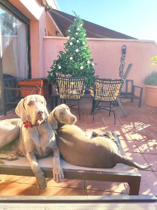 Pol Fernandez Brullas