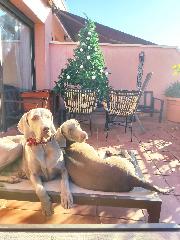 Pol Fernandez Brullas