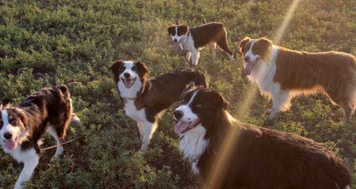 Instinctive Aussie Community