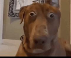 Chanpanha Prim