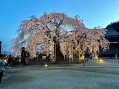 Muhammad haseeb Hayat