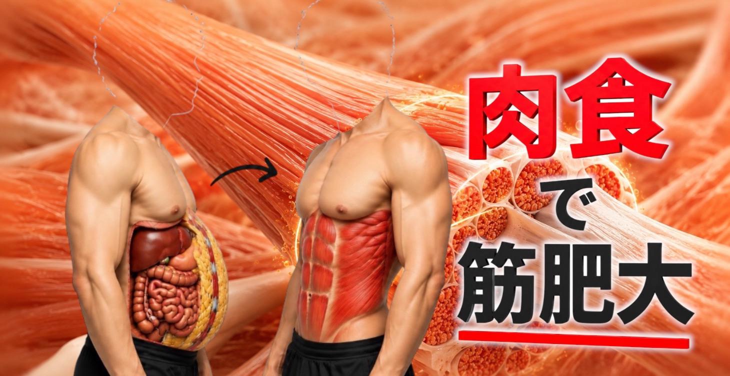 【肉食×筋トレ】肉食で筋肥大を最適化する