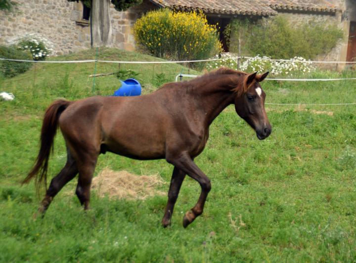 Late greying horse?