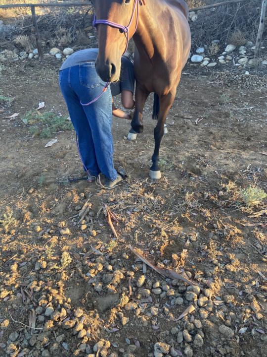 Update on dekotas progress 