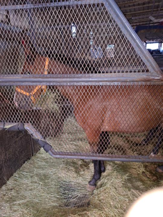 Gravy is on her way and will be ariving tomorrow 