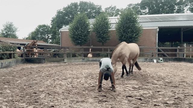  🗝️ New Course Unlock: Healthy Horse Body Scan...