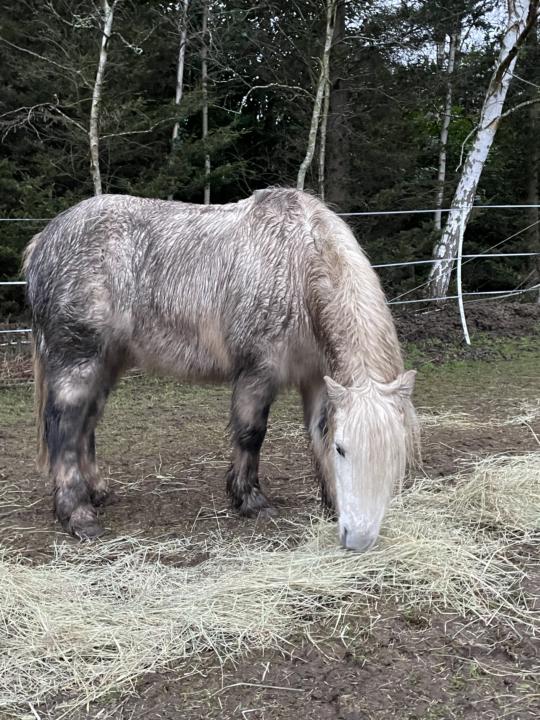 Sweet itch🐴😟😔☹️