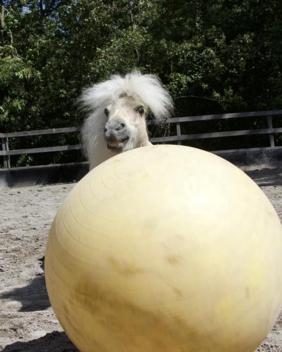 💛 Benny Doesn’t Play With The Power Ball…