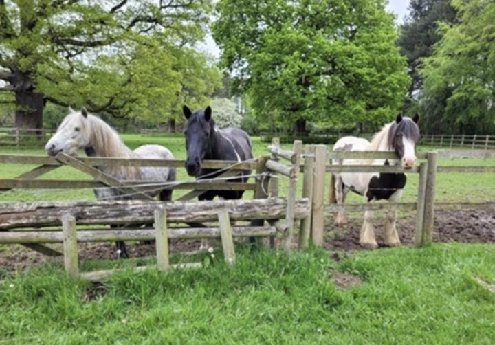 Grooming Tips- homemade quick wins✅✅✅