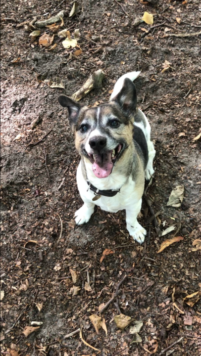 🐾 Who Else is By Your Side?