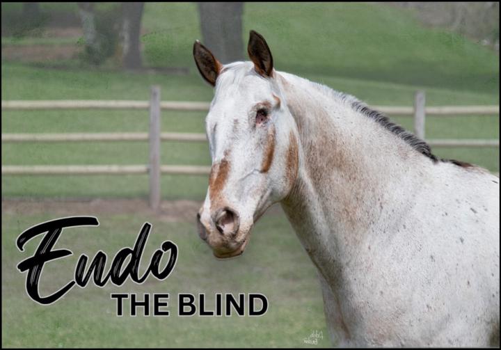 🐴 Can we talk about this horse for a moment?