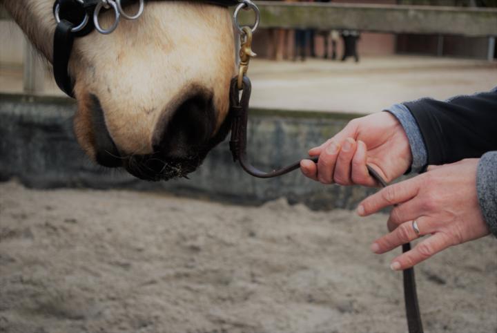 🐴 Partnership Is Built in the “Ordinary” General Skills...