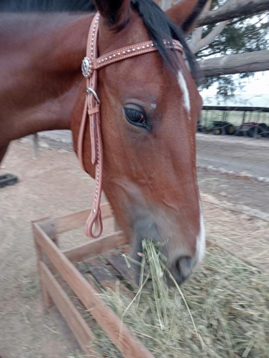 Bridle check on gravy just to see the color and fit