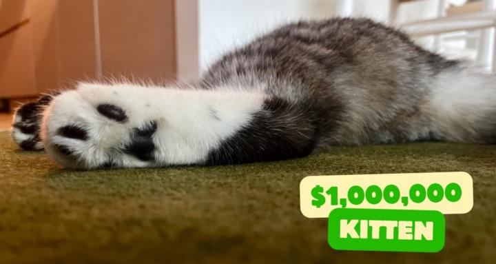 Million Dollar Kitten