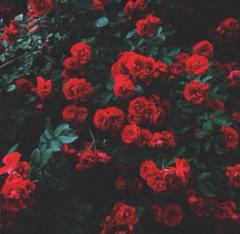 Rana Mak