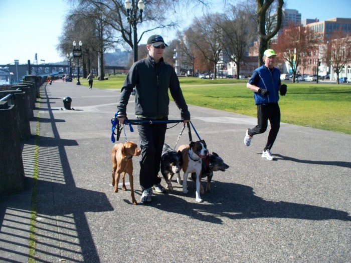 Leader of the Pack Dog Trainer
