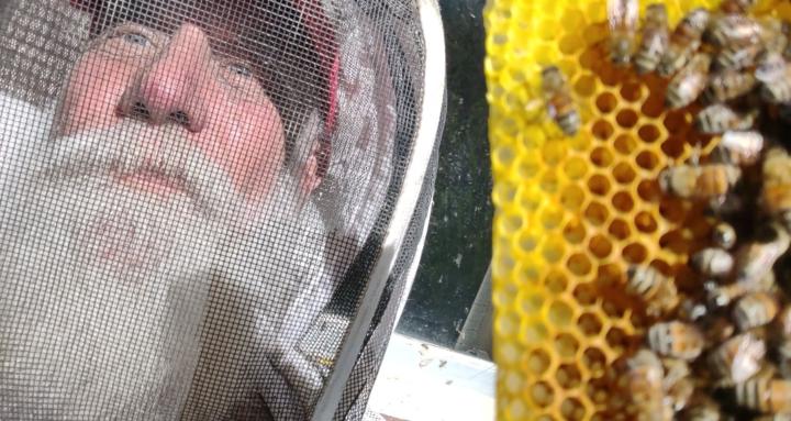 Honey Bee Rescue Technician