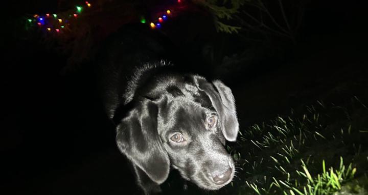 Pink whistle and the black dog