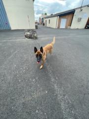 Hugo T