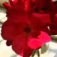 Linds Del Monaco Willard