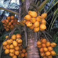 Jean Gardy Jean Louis