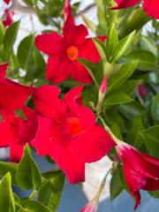 Debra Morris-Gittelman