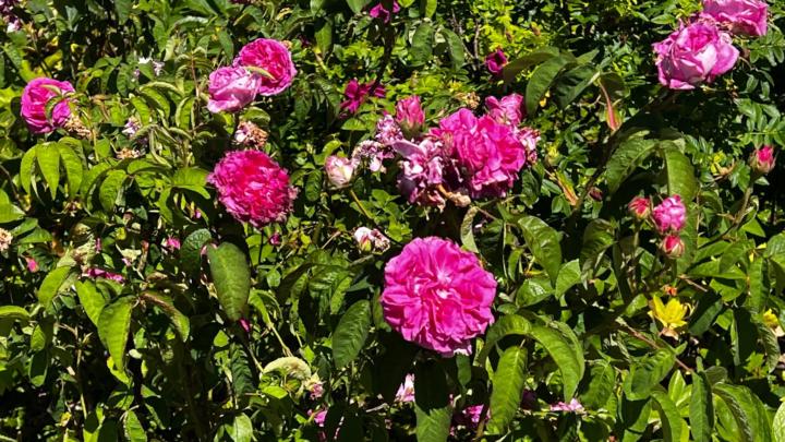 Husna Sahar Jahangir