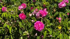 Husna Sahar Jahangir