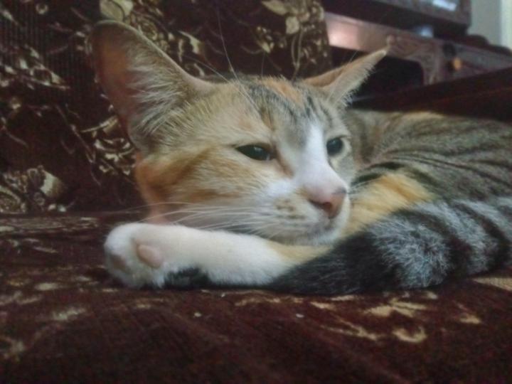 Thilini Kaluarachchige