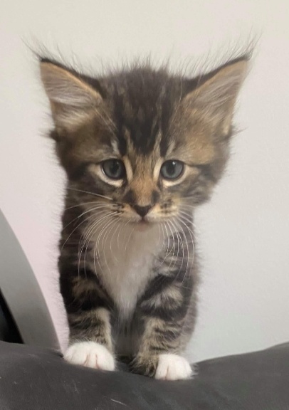 Tilly Cat