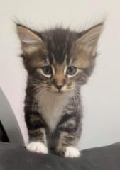 Tilly Cat