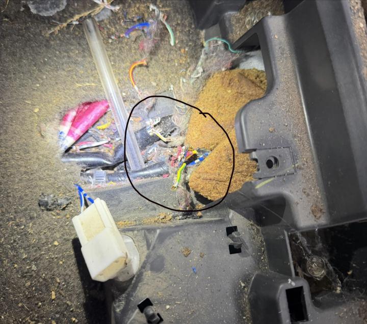     Rodent Damage Strikes Again — Wiring Chaos on This Ute