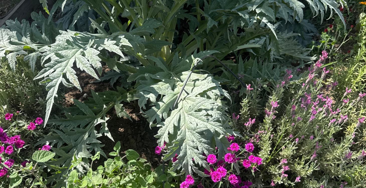 The Garden