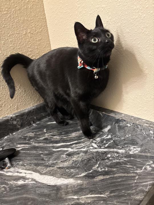 New Addition to the Family 🐈‍⬛😻