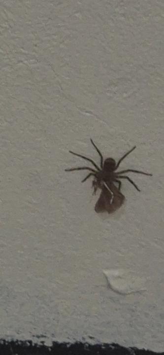 Theunis Janse van Rensburg